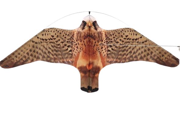 Quşqovan Eolo Hawk